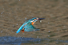 お魚ゲット 2018_44