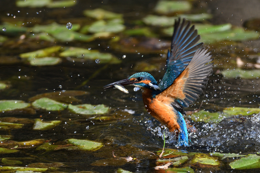 お魚ゲット 2020_47