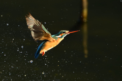 朝の光の中で 4