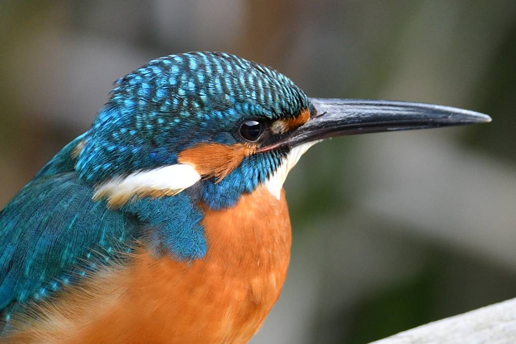 ポートレート 2019_4