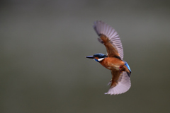 飛び込みを諦め