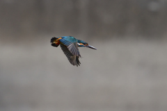 ホバからダイブへ 5