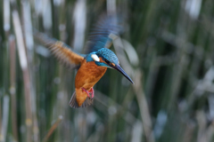 ホバリング 2020_6