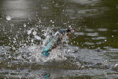 水のベール