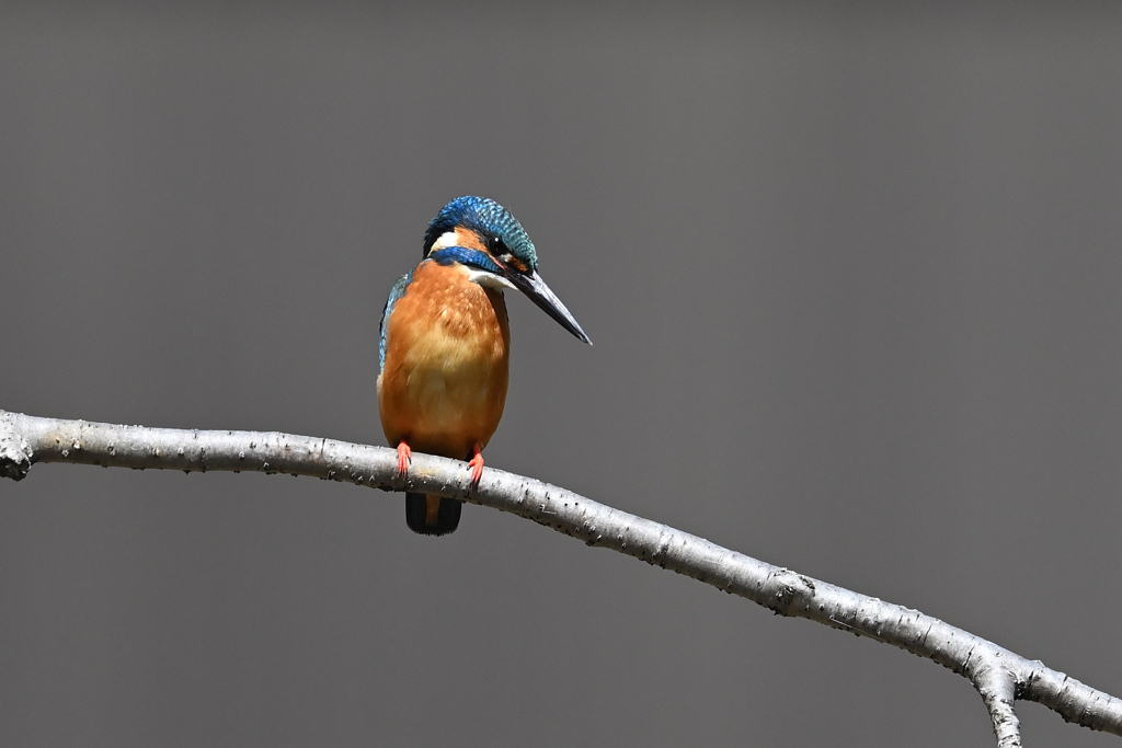 ポートレート A-10