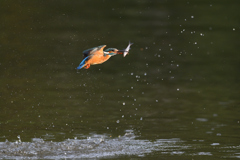 お魚ゲット 2021_66