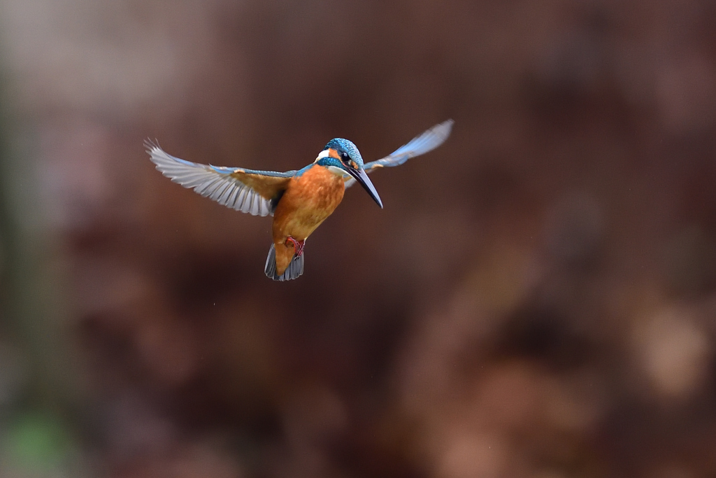 ホバリング 2021_7