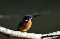 Portrait　of　waka