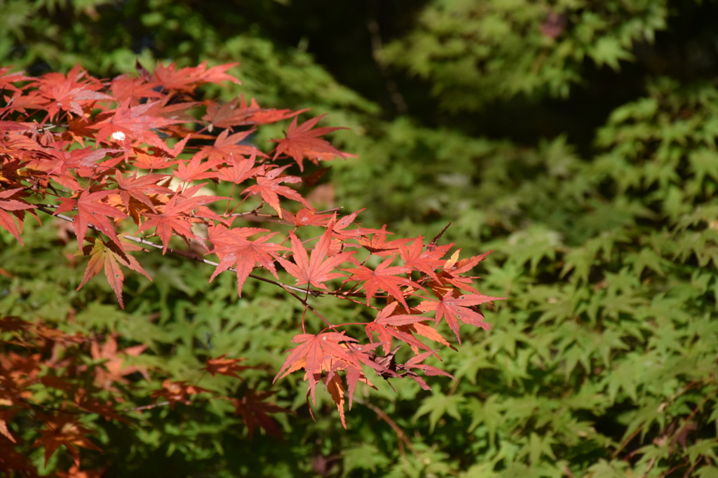 紅葉2