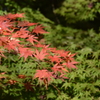 紅葉2