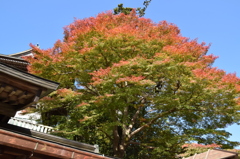 紅葉5