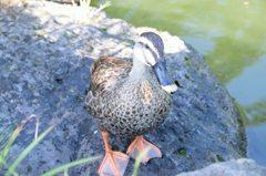 鴨