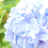 東公園 紫陽花