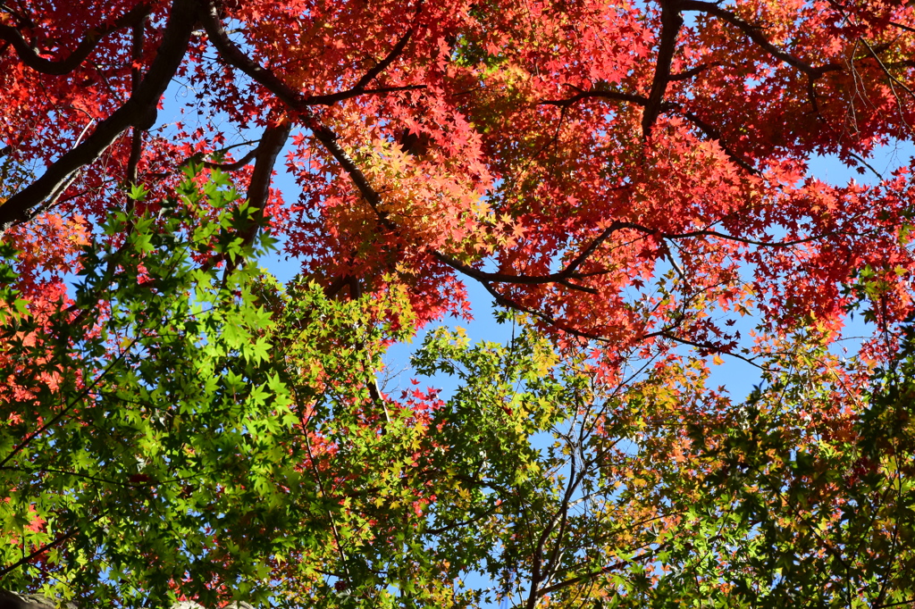 紅葉6