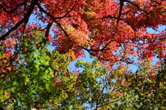 紅葉6