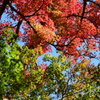 紅葉6