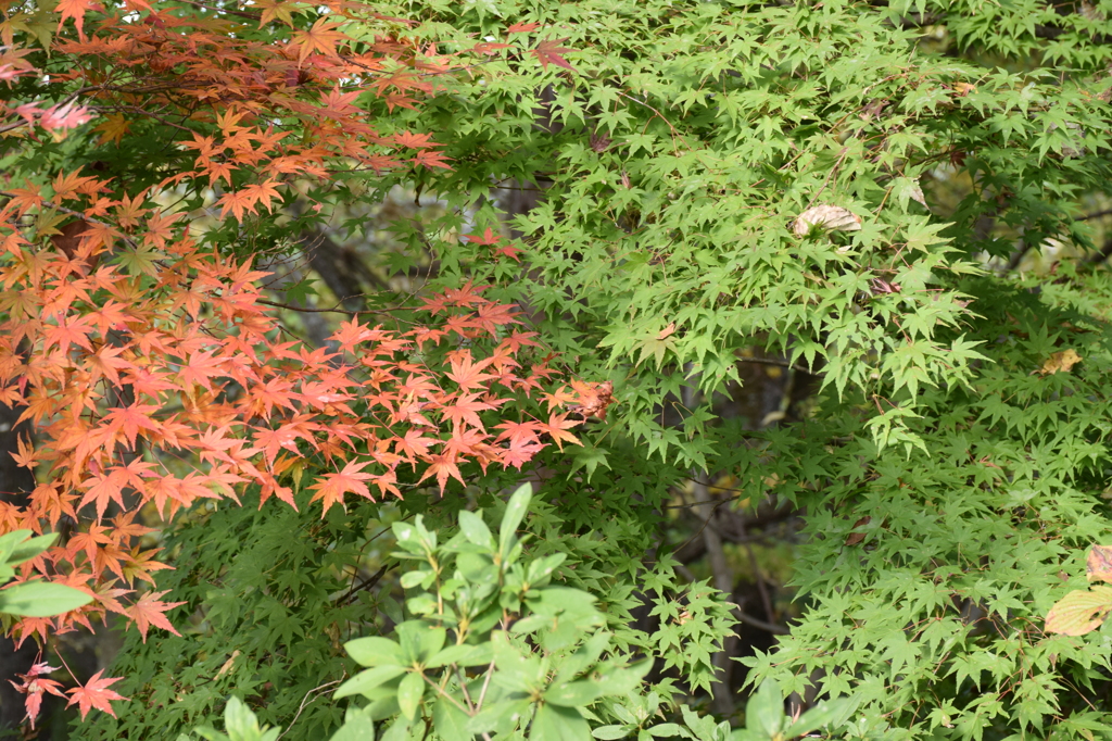 紅葉3
