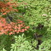 紅葉3