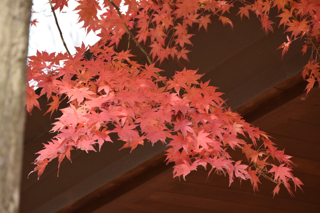 紅葉1