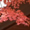 紅葉1