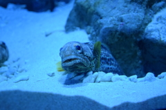 泣き顔
