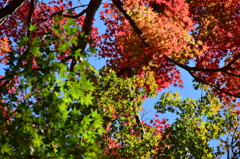 紅葉7