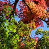 紅葉7