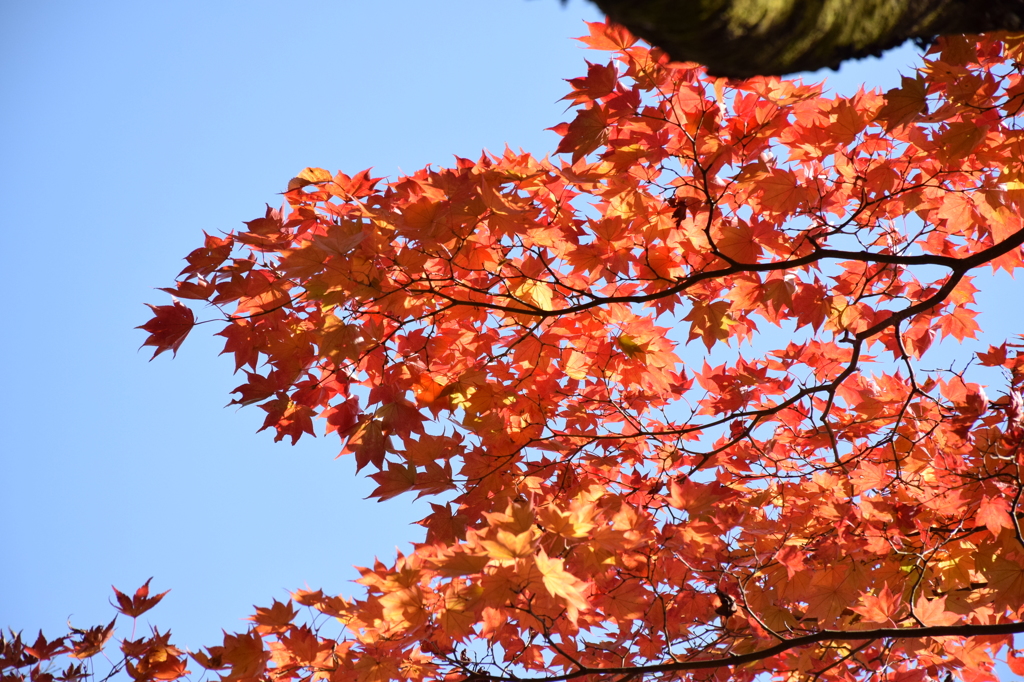 紅葉4