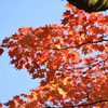 紅葉4