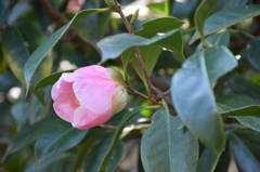 椿