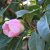 椿