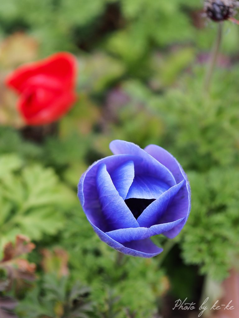 この花はポピー？