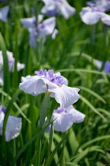 花菖蒲