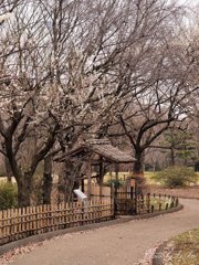 日本庭園？と梅
