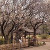 日本庭園？と梅