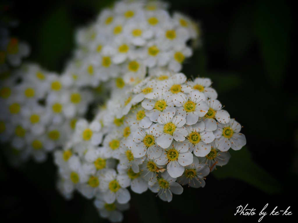 P4230354