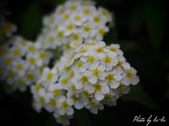 P4230354
