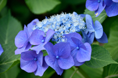 紫陽花　青　その2