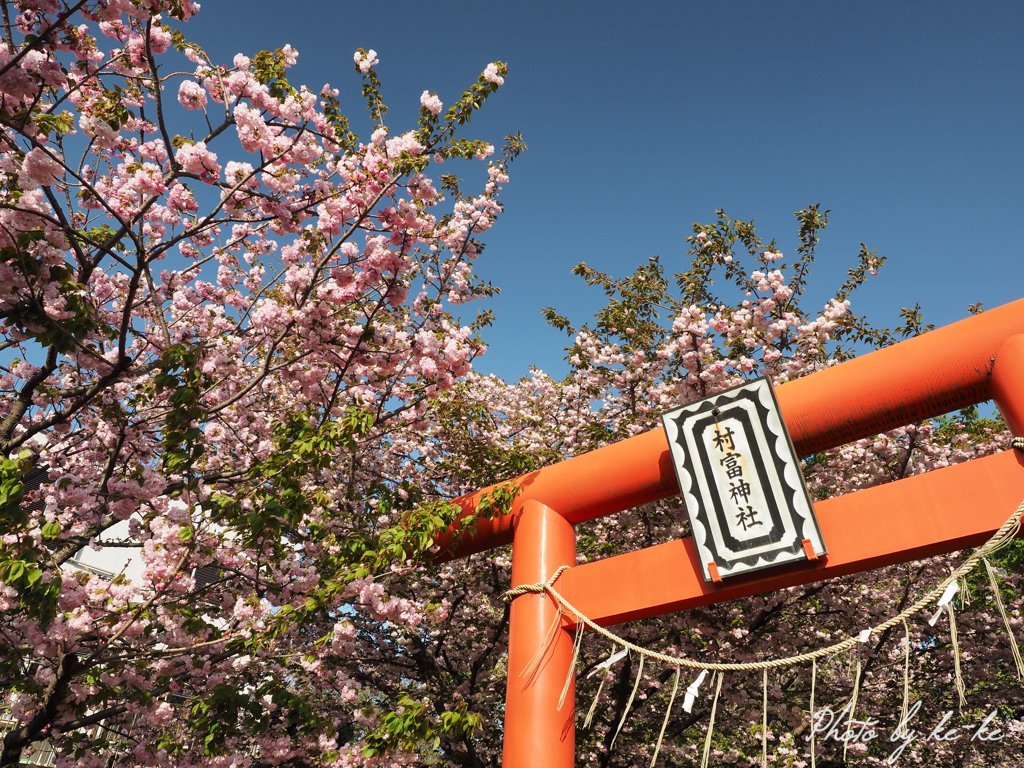 近所の神社の八重桜 その1