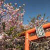 近所の神社の八重桜 その1