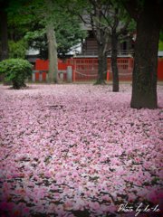 八重の絨毯 その1
