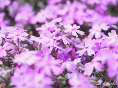 芝桜