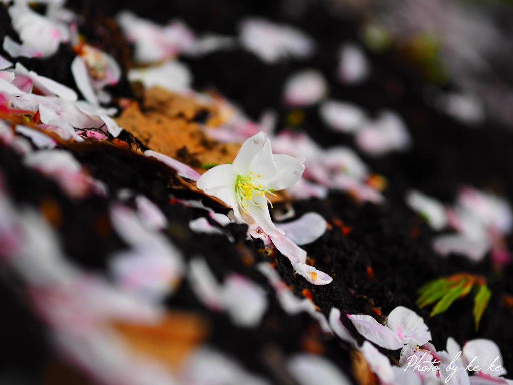 地面の桜