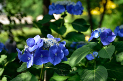 紫陽花　青　その3