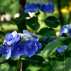 紫陽花　青　その3