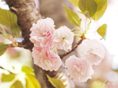 近所の神社の八重桜 その3