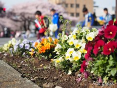 春の登校