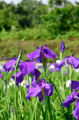 花菖蒲　紫