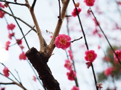 紅梅