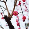 紅梅